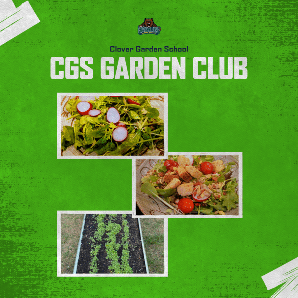 CGS Garden Club graphic with a green background, Clover Garden School branding, and three photos showing homegrown microgreens and radishes from the club’s first harvest.