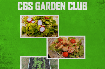 CGS Garden Club graphic with a green background, Clover Garden School branding, and three photos showing homegrown microgreens and radishes from the club’s first harvest.
