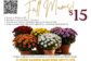 Fall mums fundraiser: $15 plants in five colors supporting Clover Garden Marching Grizzlies.